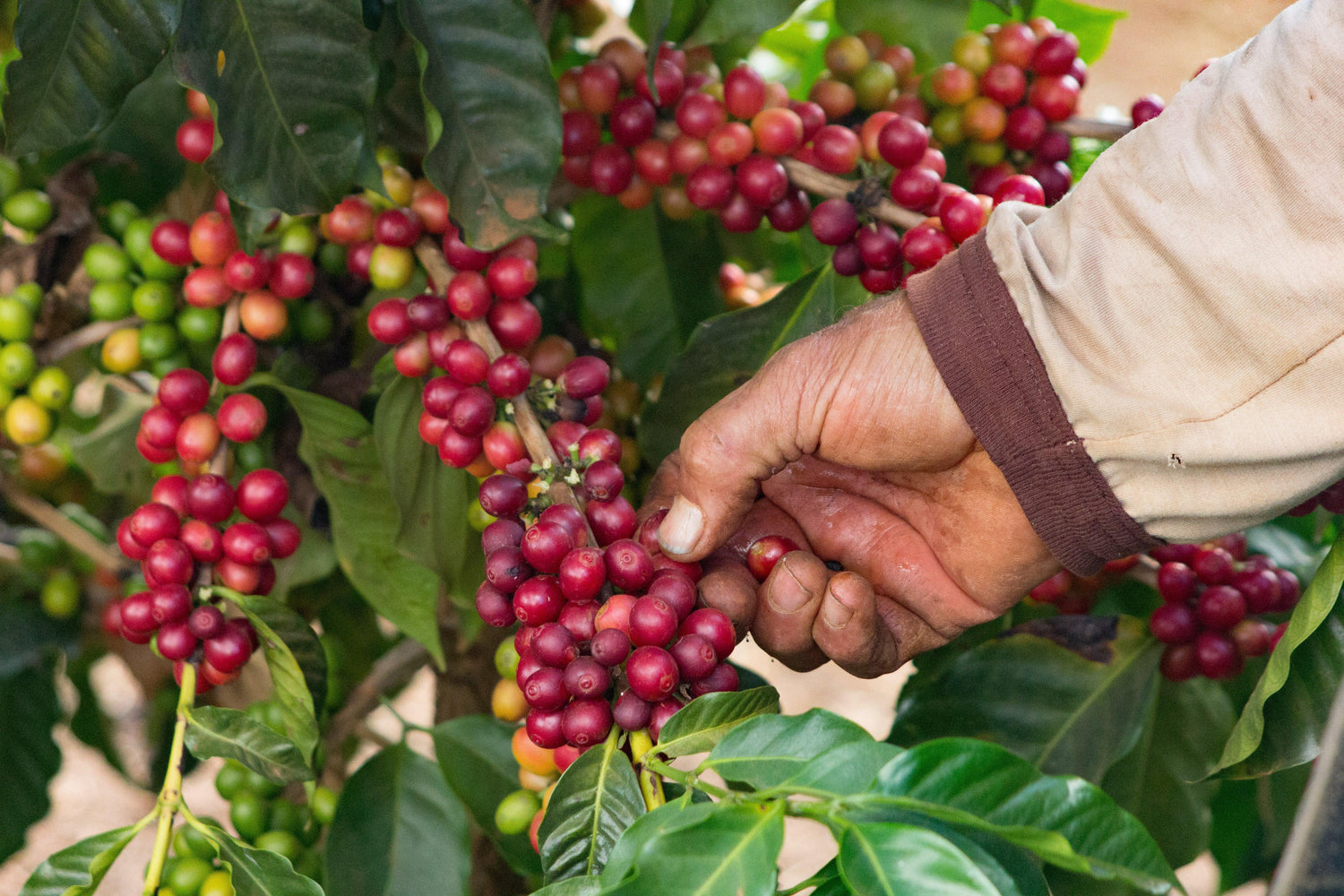 Coffee Fruit (Coffea arabica)