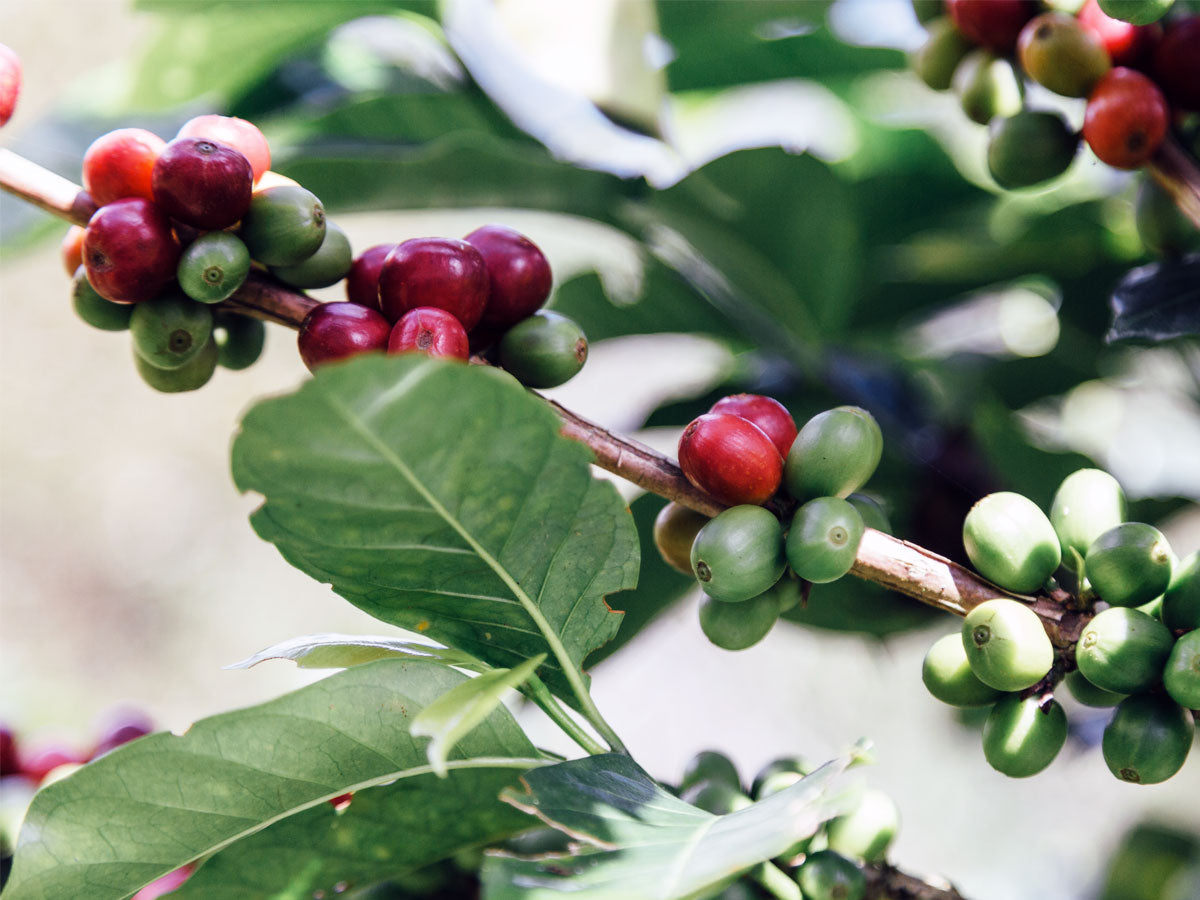 Coffee Seeds