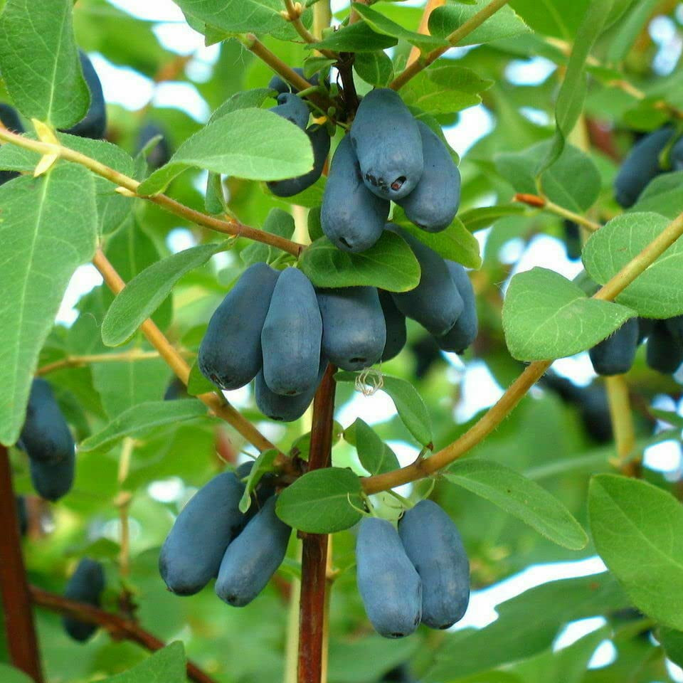 Cold hardy Lonicera Caerulea seeds for outdoor planting