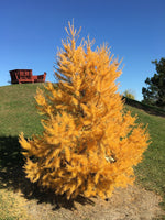 Cold hardy tree seeds for outdoor gardens