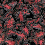 Coleus Black Dragon Imported heirloom non-gmo organic garden seeds
