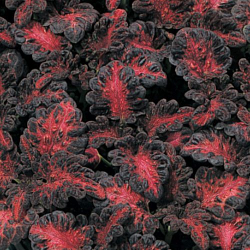 Coleus Black Dragon Imported heirloom non-gmo organic garden seeds