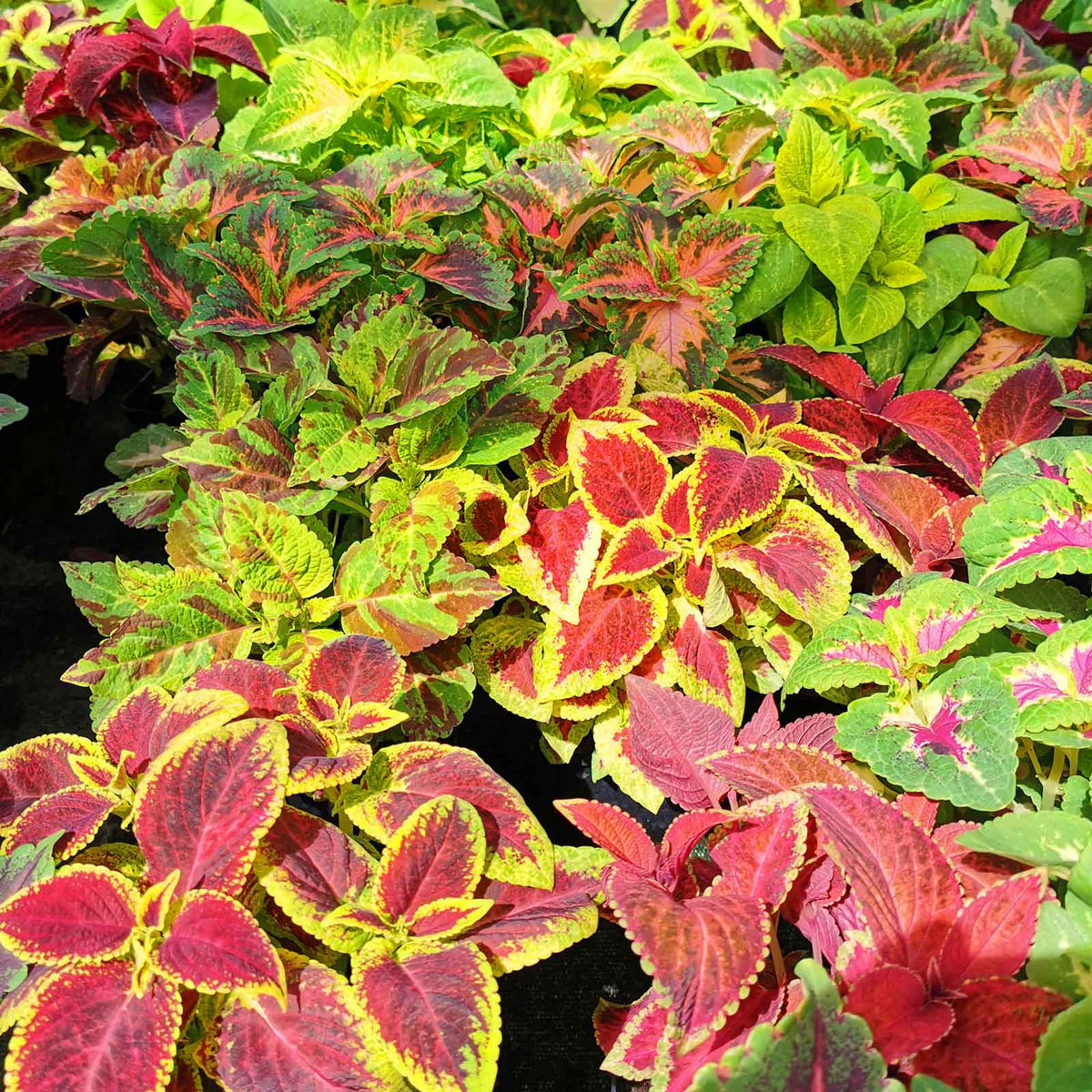 Coleus Blumei Rainbow Mix Color Plant Seeds