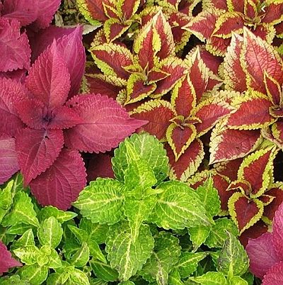Coleus Blumei Open Pollinated heirloom non-gmo organic garden seeds