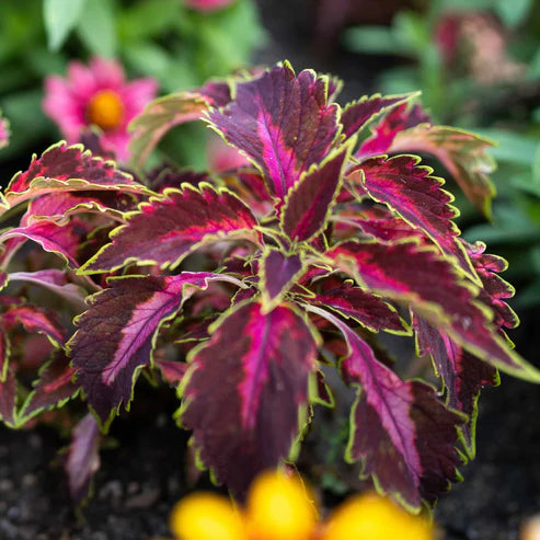 Coleus Chocolate Covered Cherry Seeds