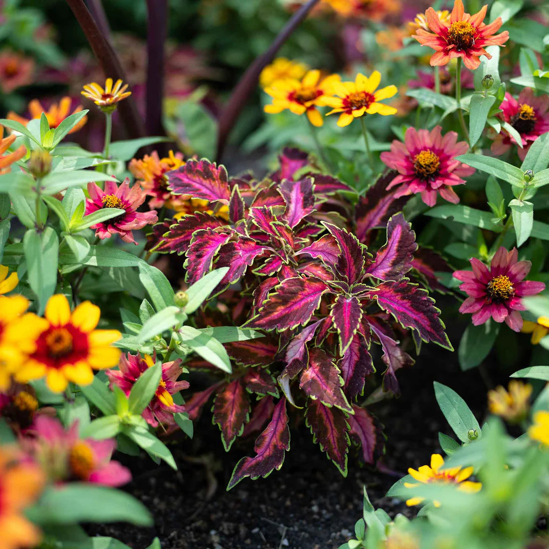 Coleus Chocolate Covered Cherry Seeds