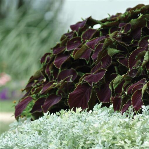 Coleus Chocolate Mint Imported heirloom non-gmo garden seeds