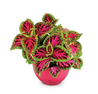 Coleus Colorpride Imported heirloom non-gmo organic garden seeds