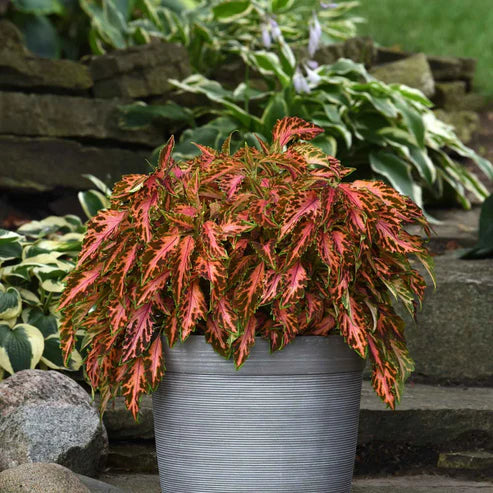 Coleus Premium Sun Coral Candy Seeds