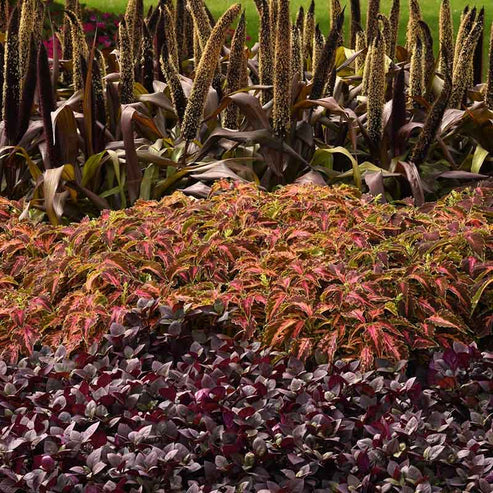 Coleus Premium Sun Coral Candy Seeds