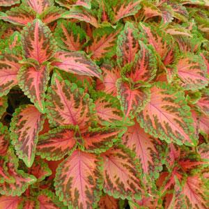 Coleus Coral Sunrise Imported heirloom non-gmo garden seeds