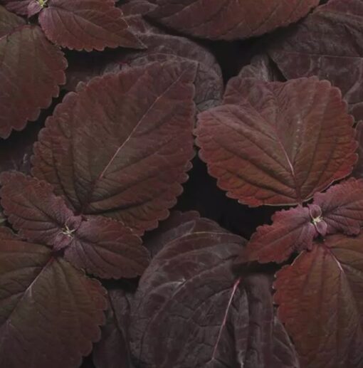Coleus Dark Chocolate Imported heirloom non-gmo organic garden seeds