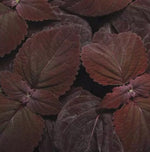 Coleus Dark Chocolate Imported heirloom non-gmo organic garden seeds