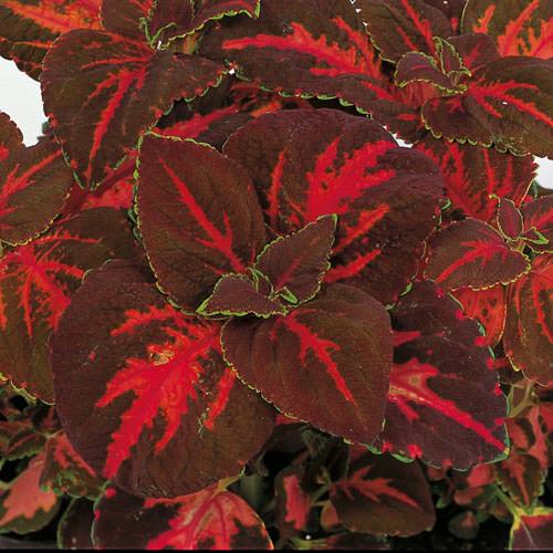 Coleus Festive Dance Imported heirloom non-gmo organic garden seeds