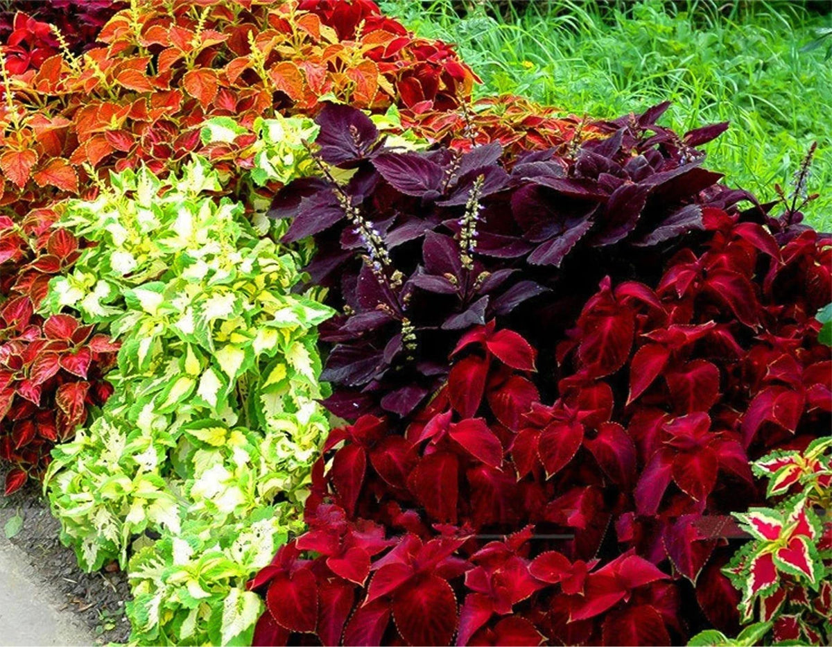 Coleus foliage plant seeds mixed bright colors for vibrant shade gardens - Dharaseeds
