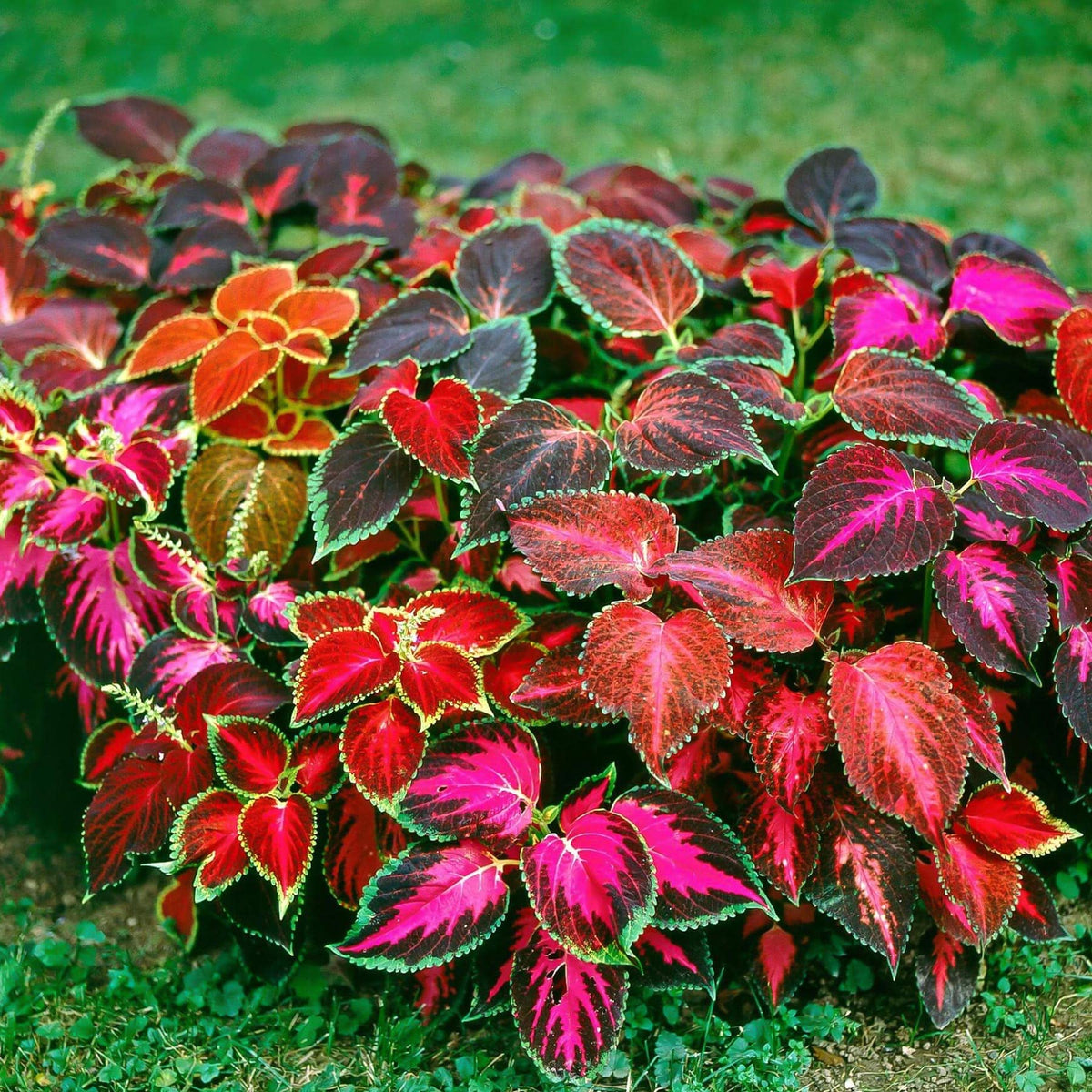 Coleus foliage plant seeds mixed bright colors for vibrant shade gardens - Dharaseeds