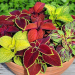 Coleus foliage plant seeds mixed bright colors for vibrant shade gardens - Dharaseeds