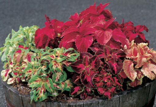 Coleus Superfine Rainbow Master Blend Imported heirloom non-gmo garden seeds
