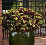 Coleus Pineapple Surprise Imported heirloom non-gmo garden seeds