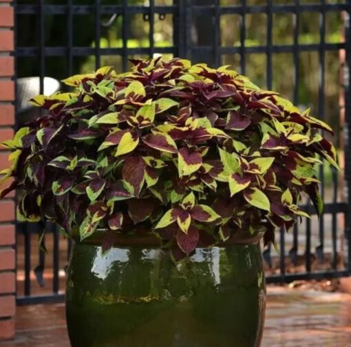 Coleus Pineapple Surprise Imported heirloom non-gmo garden seeds