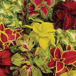 Coleus plant Wizard Jade seeds for vibrant foliage in shade garden containers - Dharaseeds