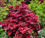 Coleus plant Wizard Velvet Red seeds for growing colorful foliage garden accents - Dharaseeds