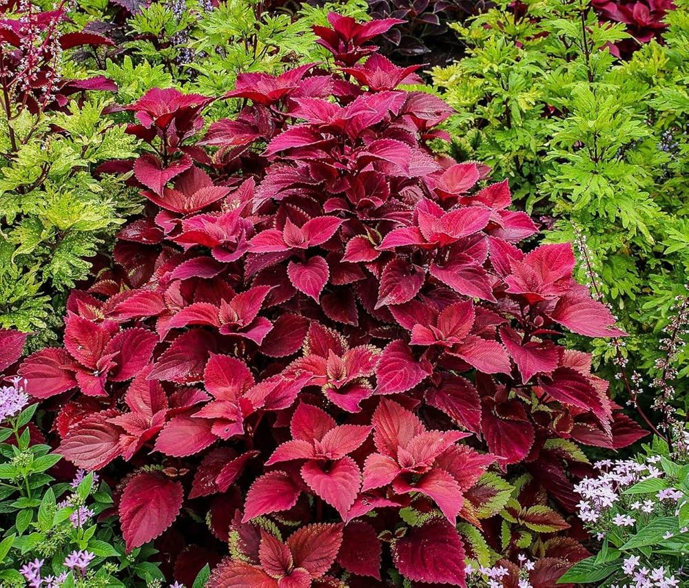 Coleus plant Wizard Velvet Red seeds for growing colorful foliage garden accents - Dharaseeds