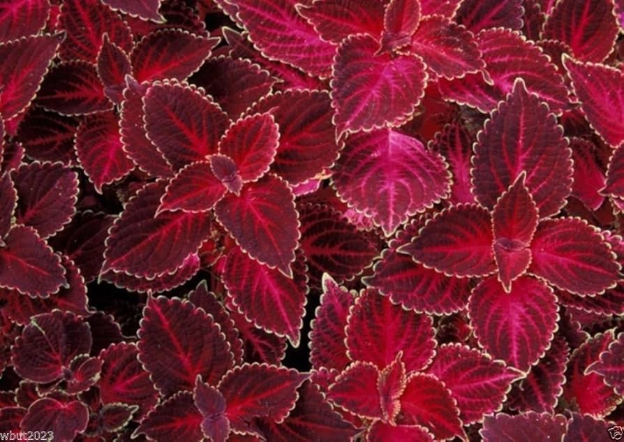 Coleus plant Wizard Velvet Red seeds for growing colorful foliage garden accents - Dharaseeds