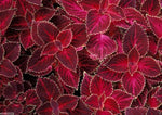 Coleus plant Wizard Velvet Red seeds for growing colorful foliage garden accents - Dharaseeds
