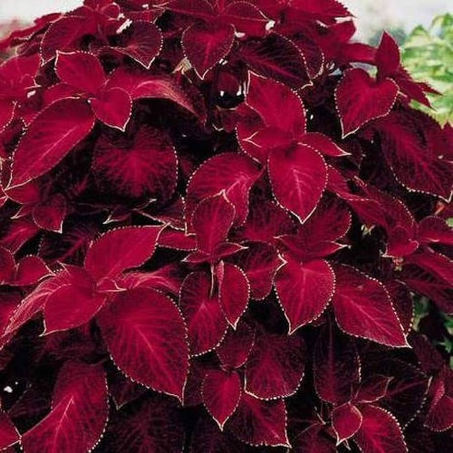 Coleus plant Wizard Velvet Red seeds for growing colorful foliage garden accents - Dharaseeds
