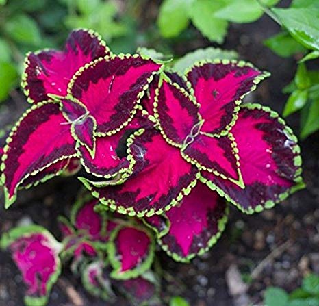 Coleus Fairway Rose Hybrid Imported heirloom non-gmo organic garden seeds