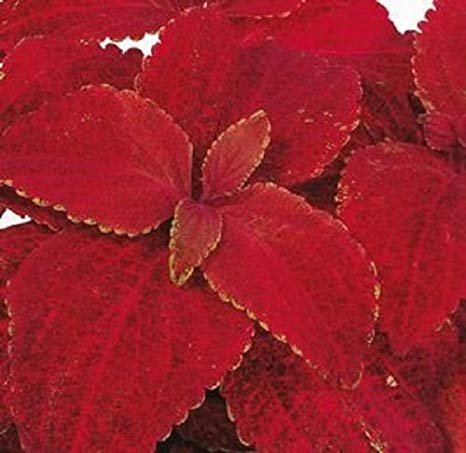 Coleus Volcano Imported heirloom non-gmo organic garden seeds