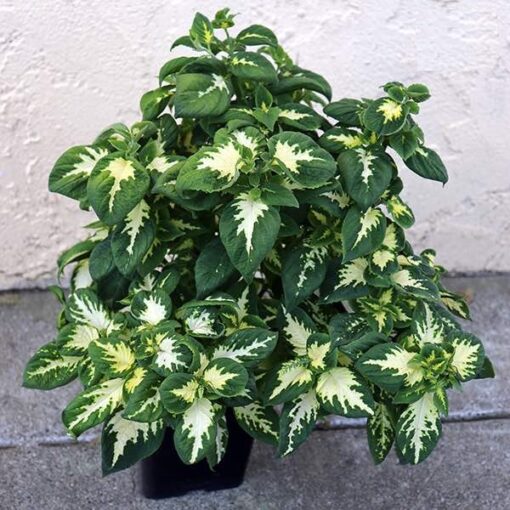 Coleus Wizard Jade Imported heirloom non-gmo organic garden seeds