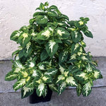 Coleus Wizard Jade Imported heirloom non-gmo organic garden seeds