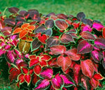 Coleus Wizard Imported heirloom non-gmo organic garden seeds