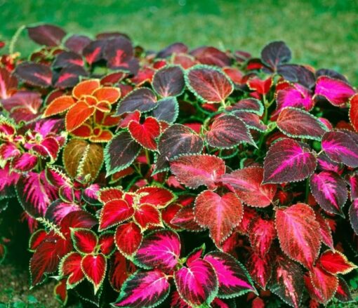 Coleus Wizard Imported heirloom non-gmo organic garden seeds