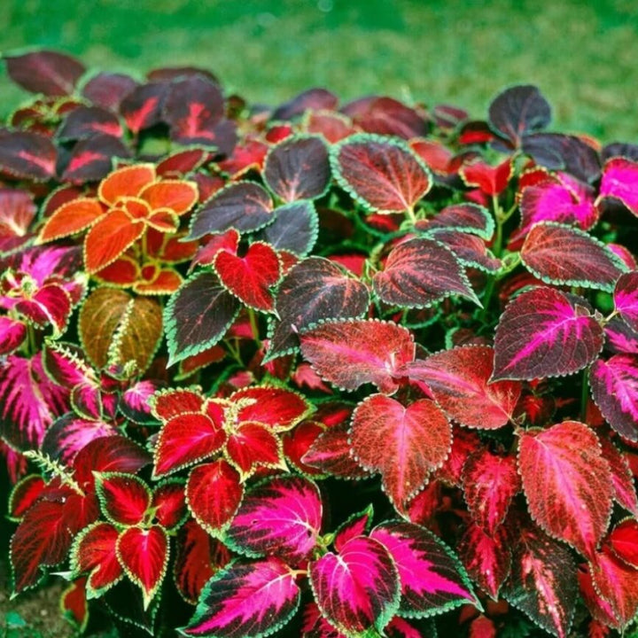 Coleus Multi-Colored Plant Seeds – Heirloom, Non-GMO Seeds for Planting Vibrant Foliage