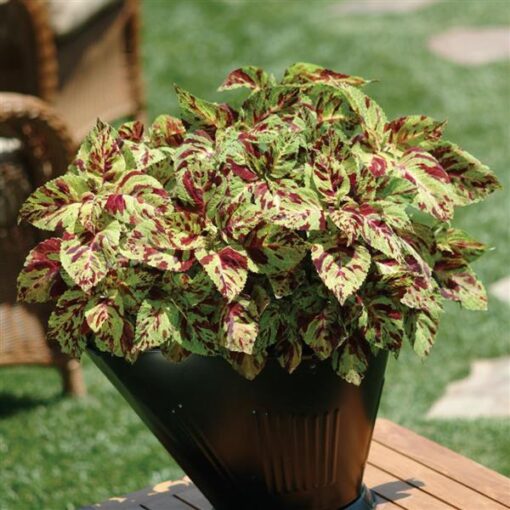 Coleus Wizard Mosaic Imported heirloom non-gmo organic garden seeds