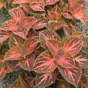 Coleus Wizard Pastel Imported heirloom non-gmo garden seeds