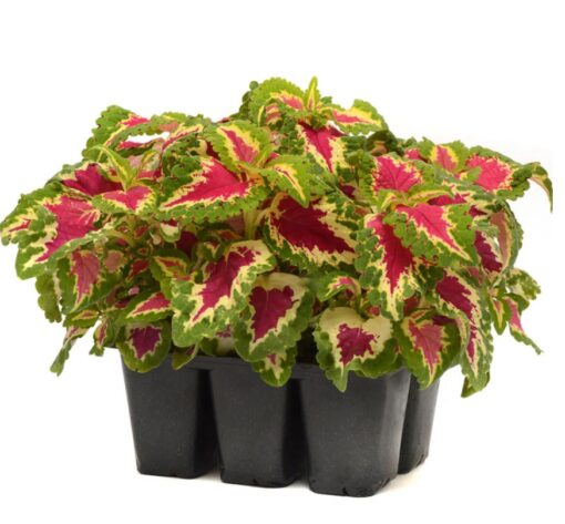 Coleus Wizard Rose Imported heirloom non-gmo organic garden seeds