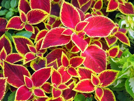 Coleus Wizard Scarlet Imported heirloom non-gmo garden seeds