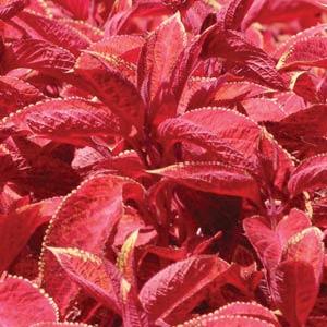 Coleus Wizard Sunset Imported heirloom non-gmo garden seeds