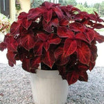 Coleus Red Velvet Imported heirloom non-gmo organic garden seeds