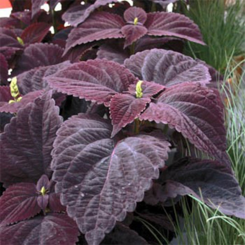 Coleus Dark Chocolate Rich Hue Foliage Seeds