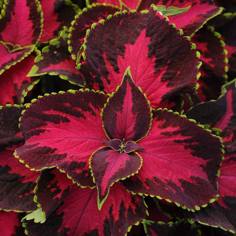 Coleus Chocolate Cherry Ornamental Leaf Plant Seeds