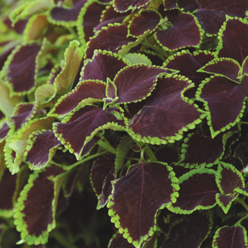 Coleus Chocolate Mint Unique Foliage Plant Seeds