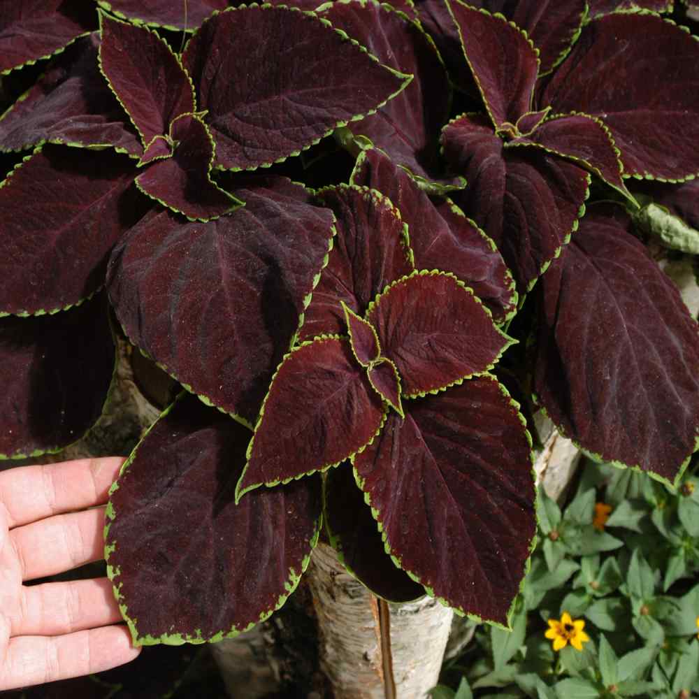 Coleus Chocolate Mint Unique Foliage Plant Seeds