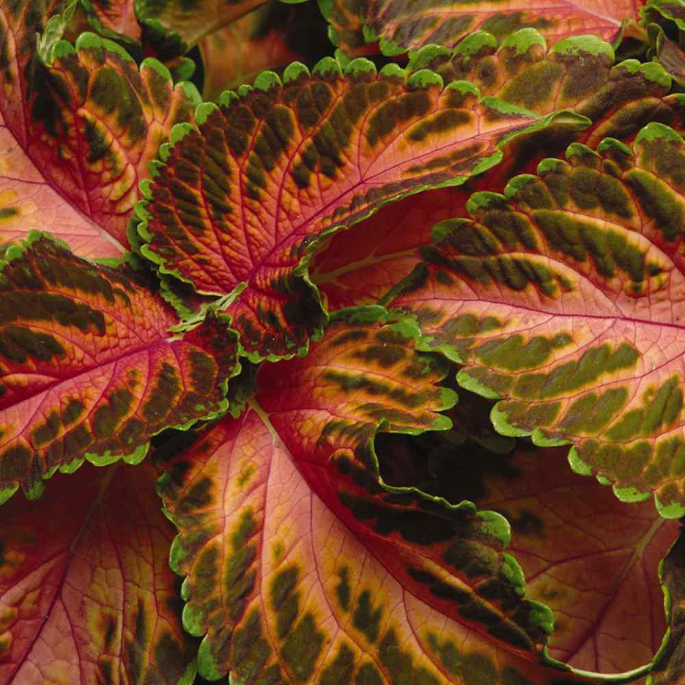 Coleus Coral Sunrise Warm-Toned Leaf Plant Seeds