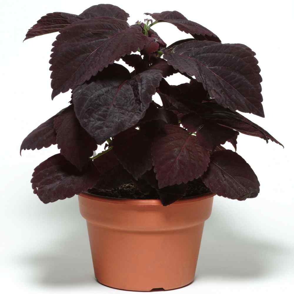 Coleus Dark Chocolate Rich Hue Foliage Seeds