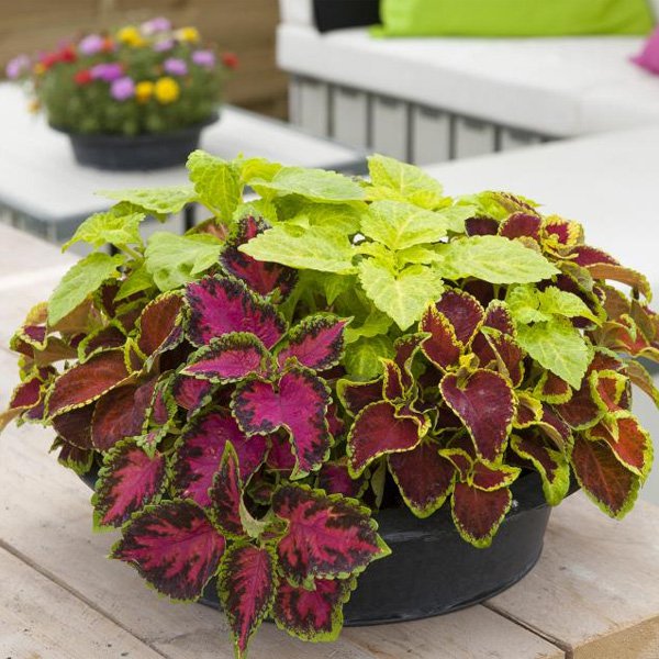 Coleus Fairway Mix Colorful Leaf Plant Seeds